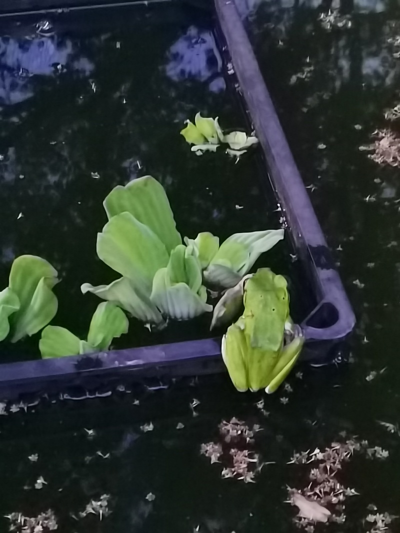 养龟绿水池塘依傍着一棵樟树和桂花树孕育出大泛树蛙6-10mm