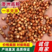 澳洲高粱红高粱一手货源产地直发可视频看货欢迎咨询