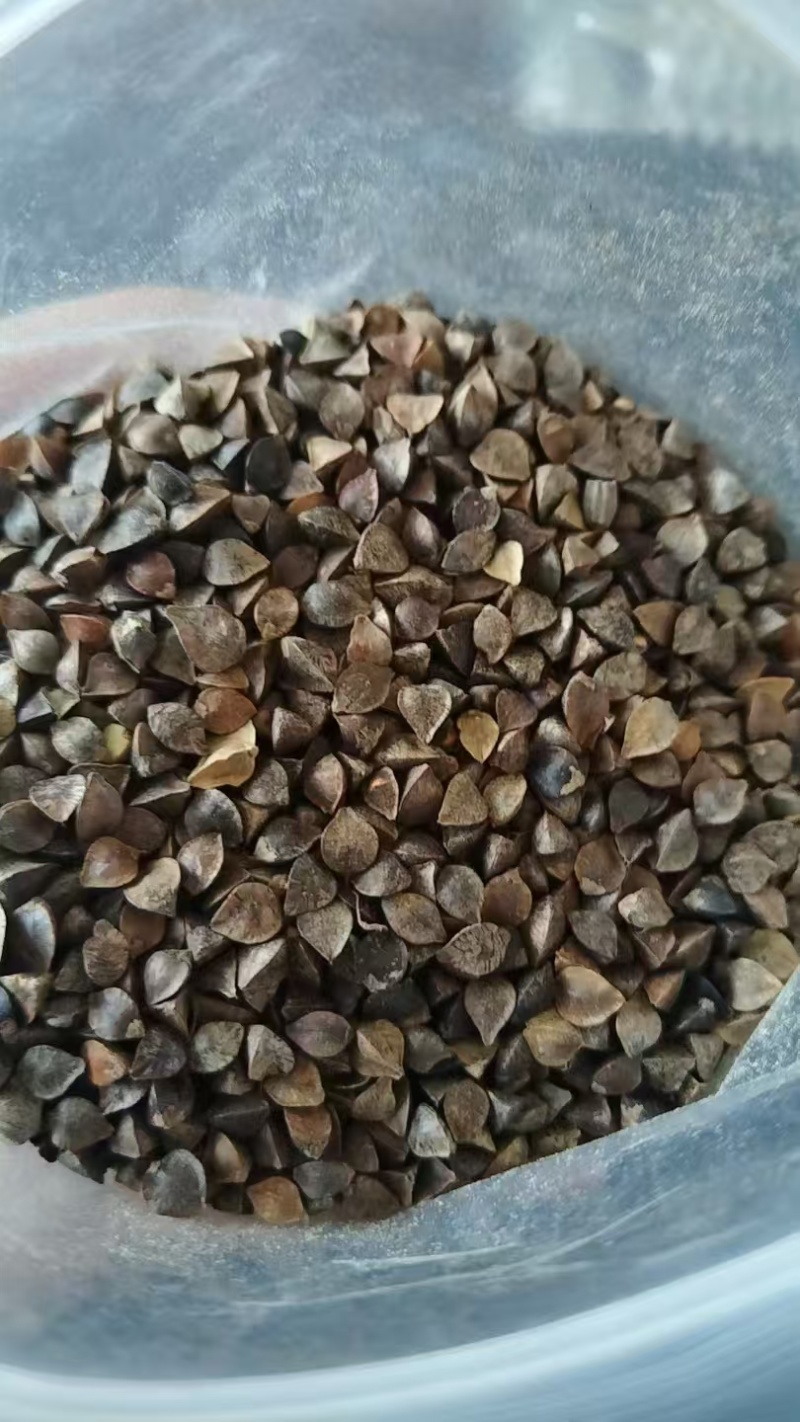 俄罗斯荞麦甜荞麦大量有货一手货源量大从优欢迎咨询