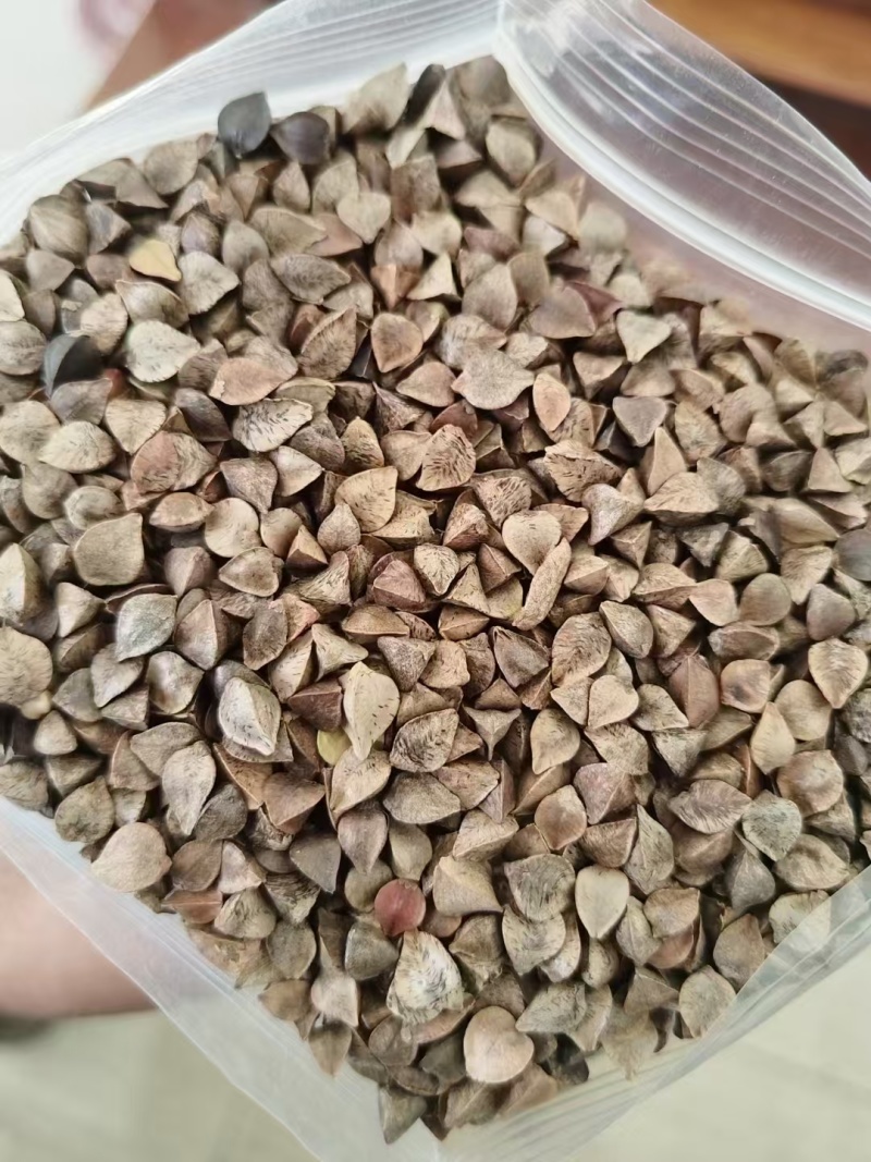 俄罗斯荞麦甜荞麦大量有货一手货源量大从优欢迎咨询