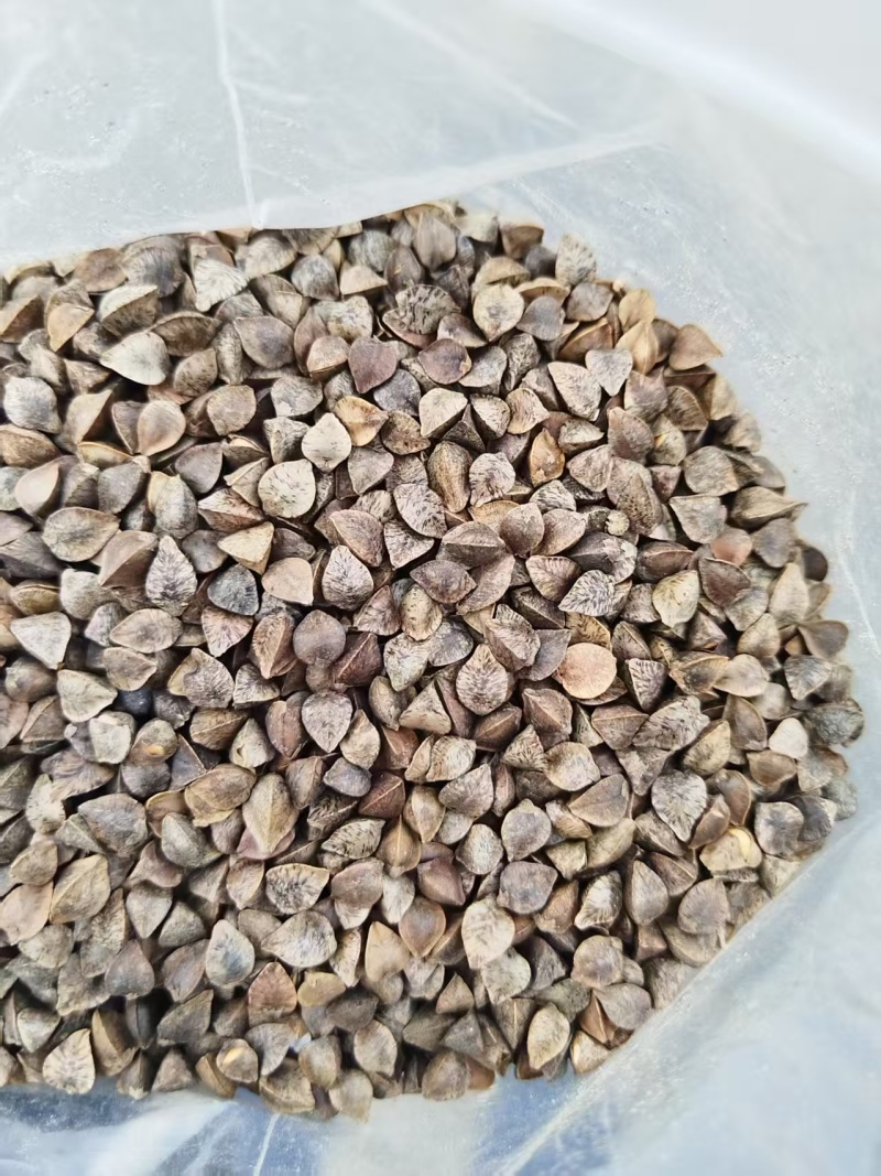 俄罗斯荞麦甜荞麦大量有货一手货源量大从优欢迎咨询
