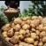恩施小土豆【马尔科土豆】保质保量诚信经营