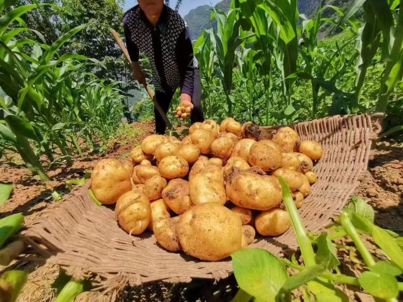 恩施小土豆【马尔科土豆】保质保量诚信经营