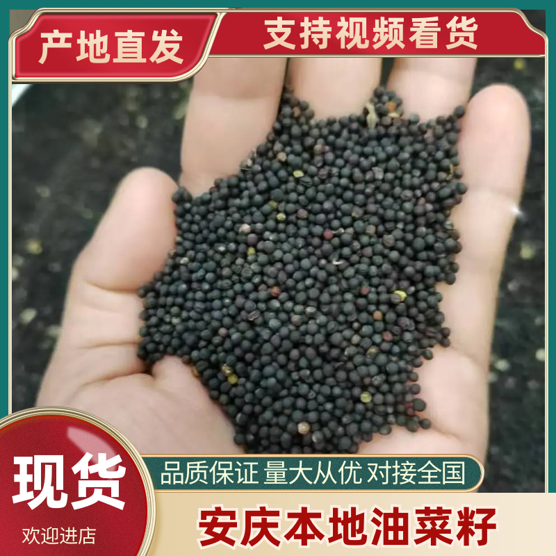 安庆本地油菜籽保质保量产地直发量大从优可视频看货