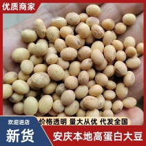 安庆本地高蛋白大豆黄豆一手货源可视频看货欢迎咨询