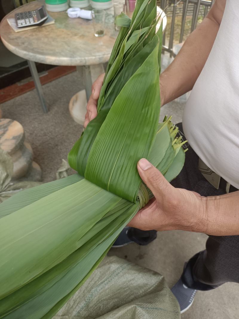 保鲜粽叶