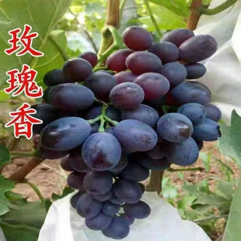 玫瑰香葡萄质高价优行情稳定欢迎全国各地老板实地考察
