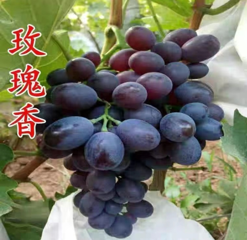 玫瑰香葡萄质高价优行情稳定欢迎全国各地老板实地考察