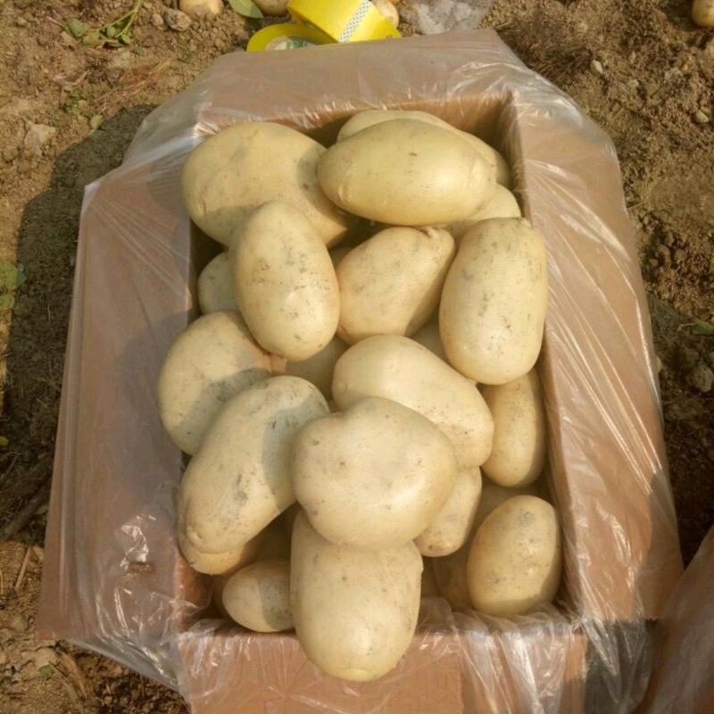 土豆3两以上精品