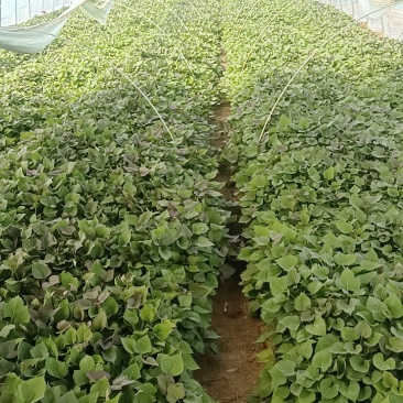脱毒烟薯25地瓜苗红皮红心德州夏津发货