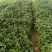 脱毒烟薯25地瓜苗红皮红心德州夏津发货
