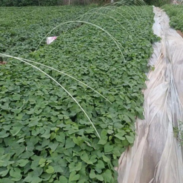 脱毒红薯苗育苗基地红薯苗批发红薯苗产地直销