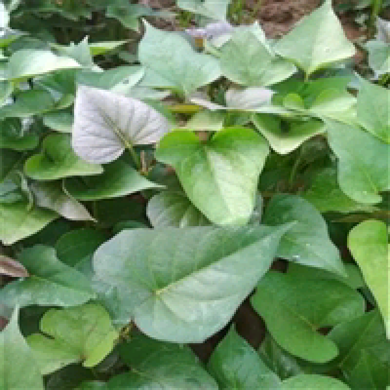 脱毒红薯苗育苗基地红薯苗批发红薯苗产地直销