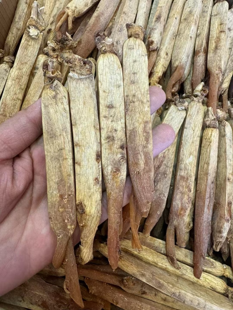 黄码褂红参，原产地发货，空调细选，质量**，大量供货