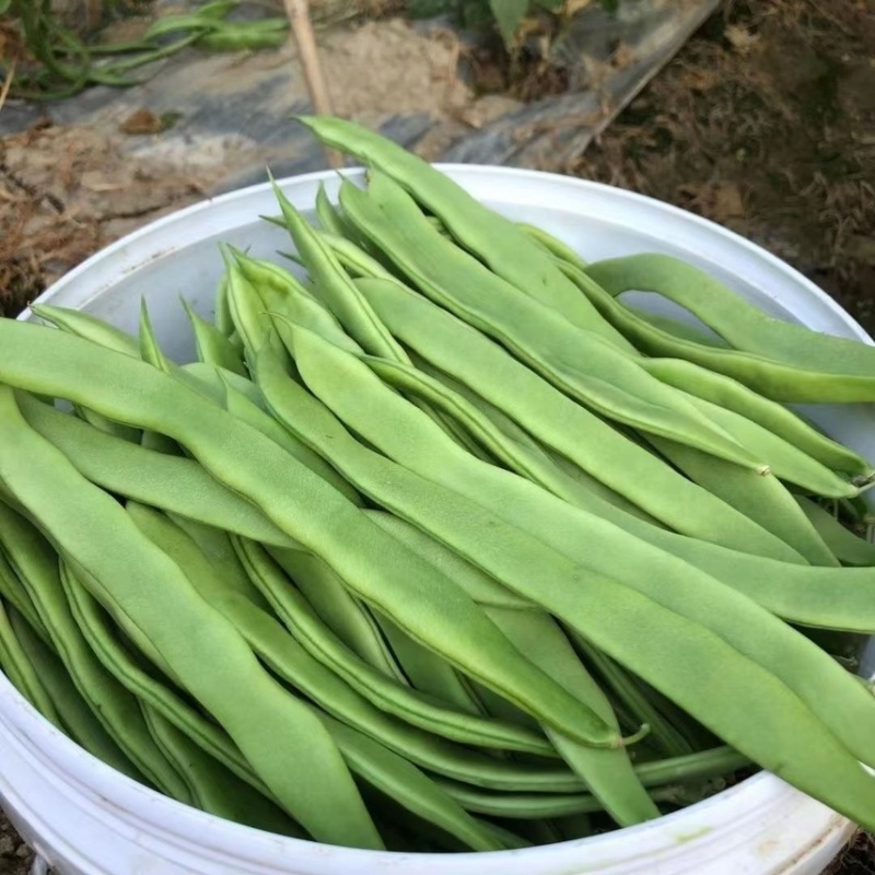 山东精品扁豆条直条窄产地直供品质保证欢迎选购