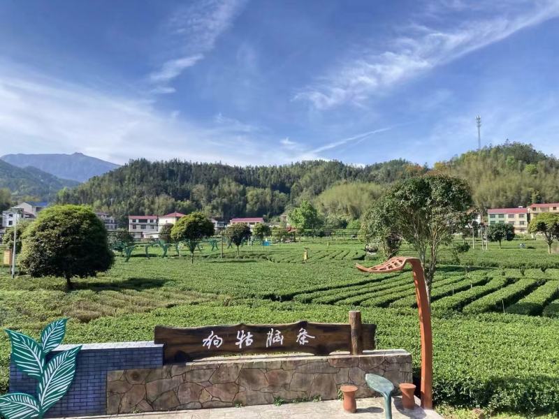 手工鲜叶采摘一芽一叶精心挑选，诚信经营，品质保证欢迎联系