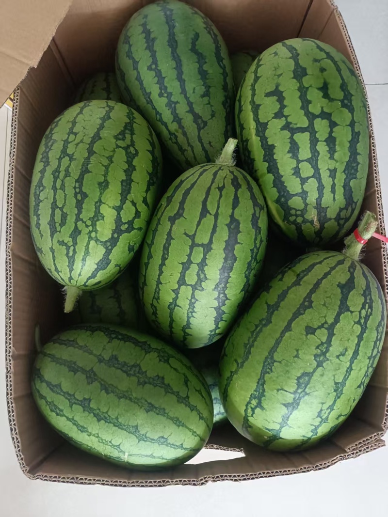 小糖丸西瓜，小西瓜，大量接单品质保证诚信合作欢迎来电