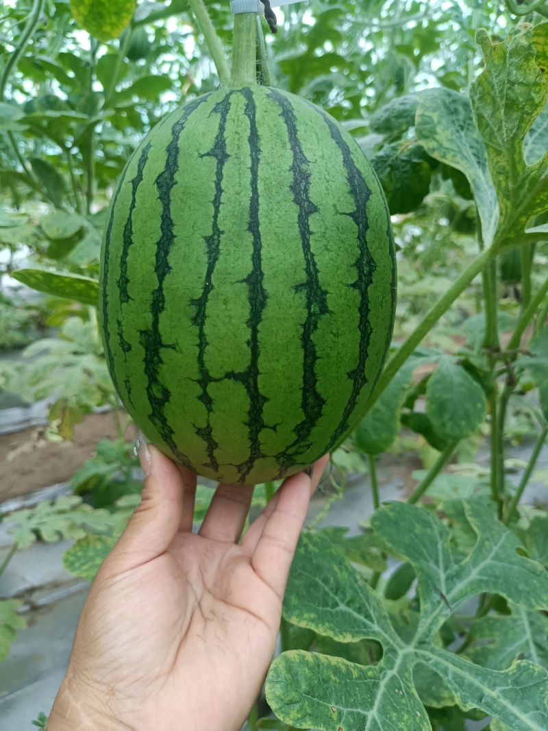 小糖丸西瓜，小西瓜，大量接单品质保证诚信合作欢迎来电