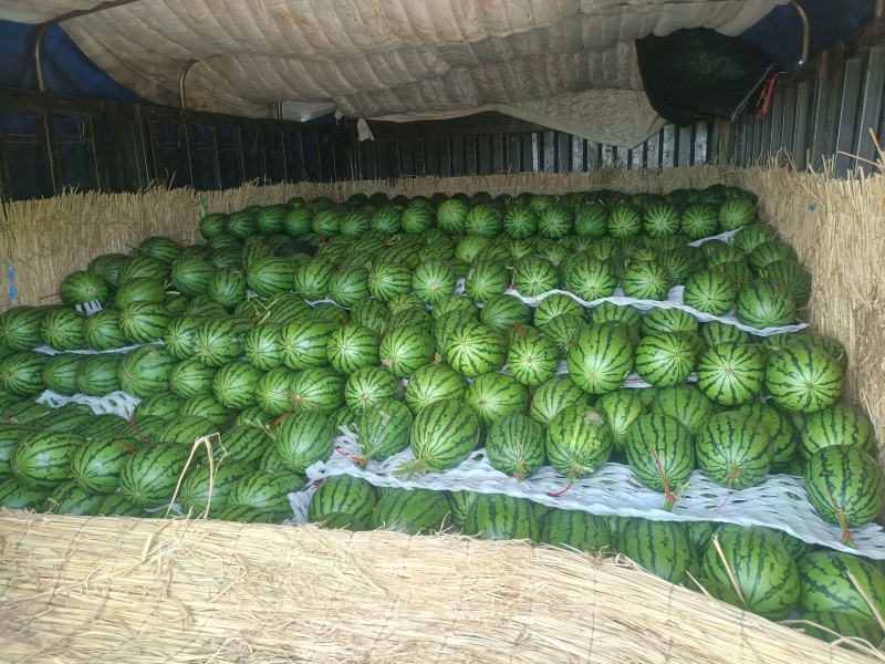 小糖丸西瓜，小西瓜，大量接单品质保证诚信合作欢迎来电