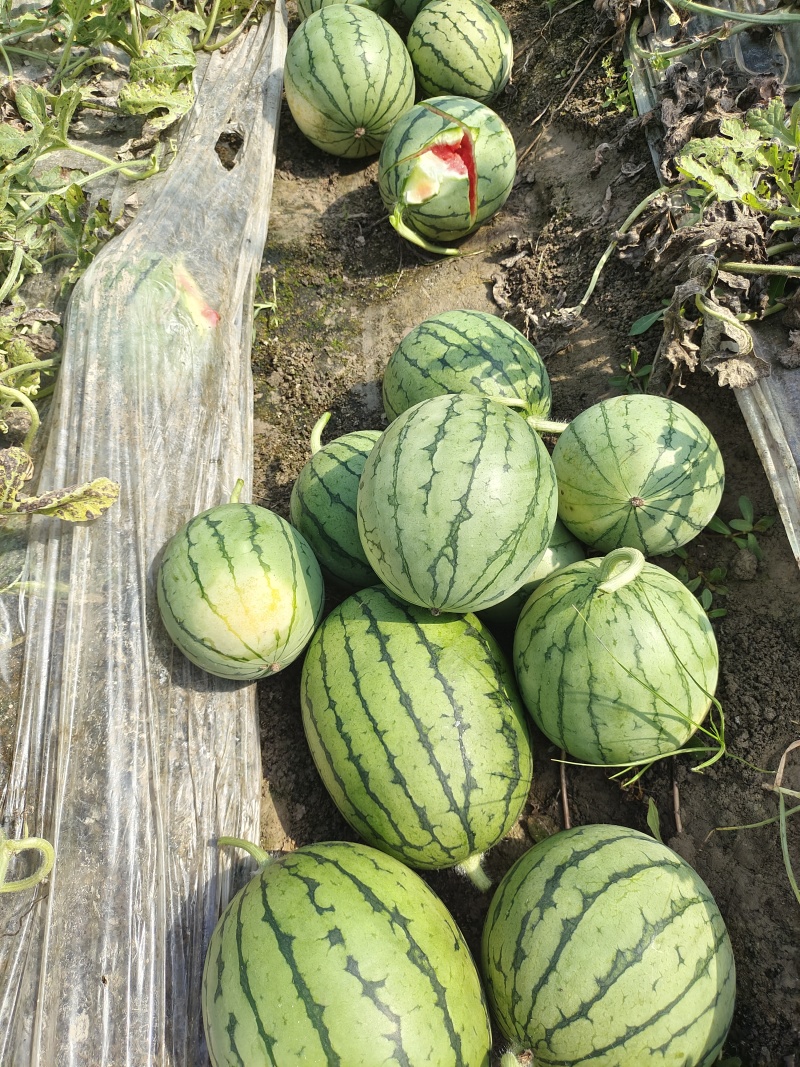 早春红玉小西瓜