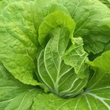 辽宁大白菜大量接单产地直发量大从优欢迎来电