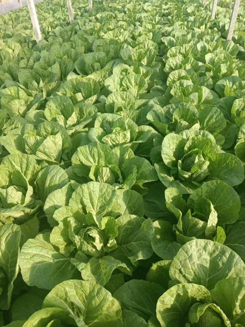辽宁大白菜大量接单产地直发量大从优欢迎来电