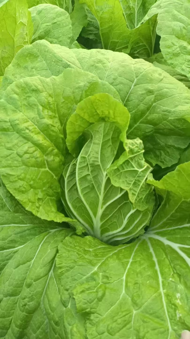 辽宁大白菜大量接单产地直发量大从优欢迎来电
