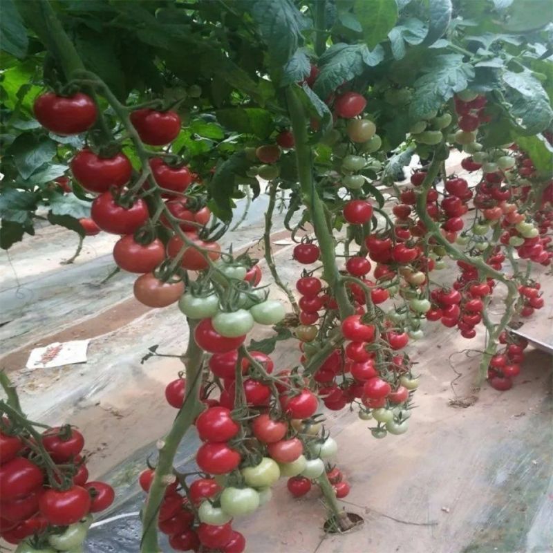 松田粉贝贝西红柿种子樱桃小番茄杂交抗病高产优质千禧番茄种