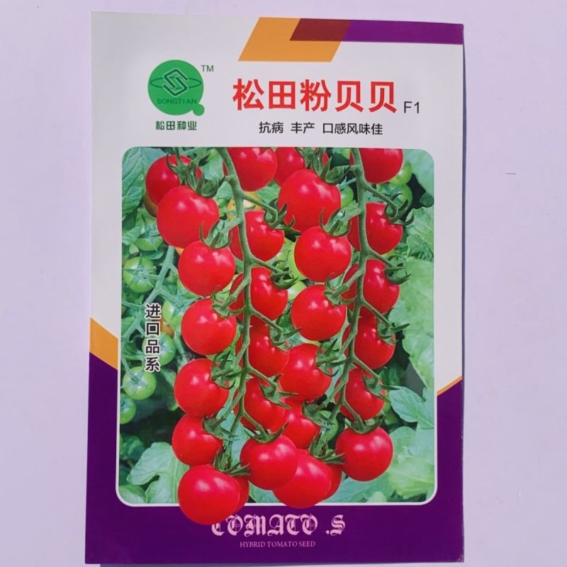 松田粉贝贝西红柿种子樱桃小番茄杂交抗病高产优质千禧番茄种
