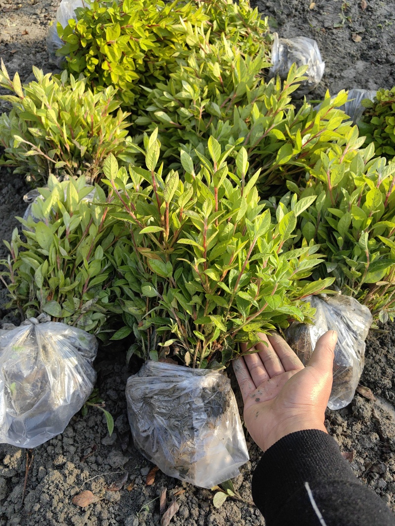 成都安酷杜鹃基地直销量大质优价廉一手货源欢迎电联