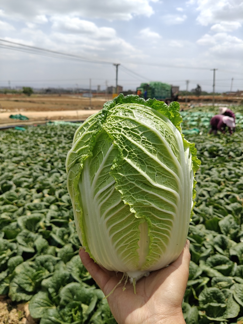 云南大小娃娃菜