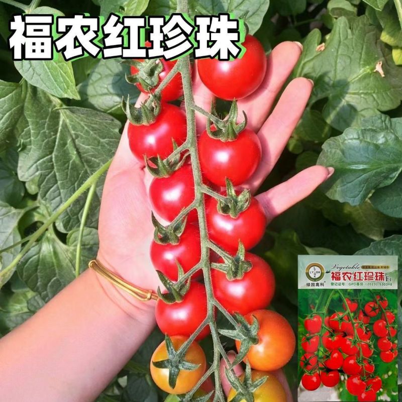 福农红珍珠小番茄种子圣女果小红番茄种籽早熟口感型小西红柿