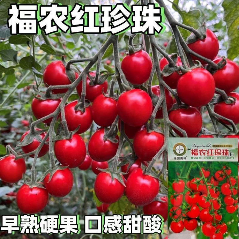 福农红珍珠小番茄种子圣女果小红番茄种籽早熟口感型小西红柿