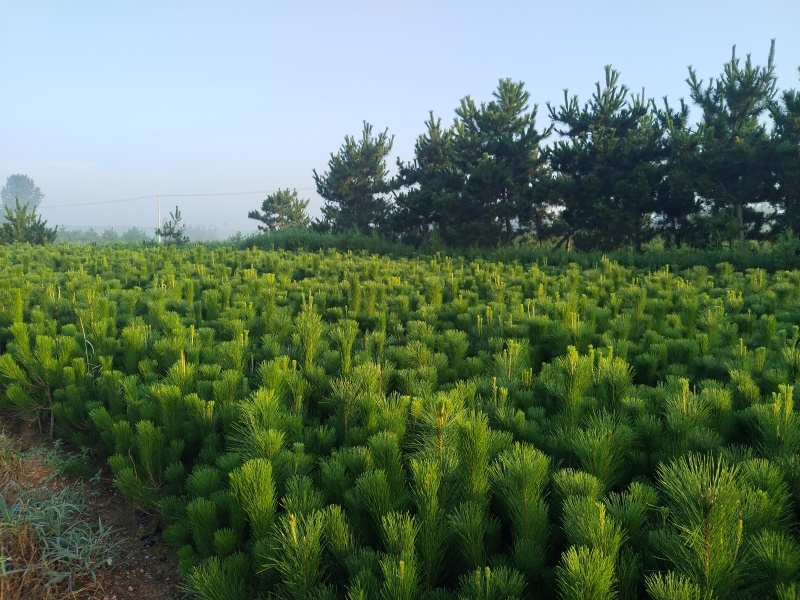 油松苗，松树苗，黑松苗30公分-1.5米，