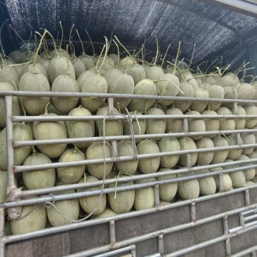 晓蜜25哈密瓜大量现货