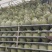 晓蜜25哈密瓜大量现货