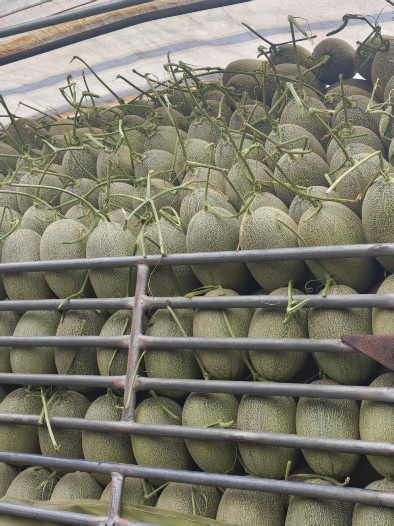 晓蜜25哈密瓜大量现货