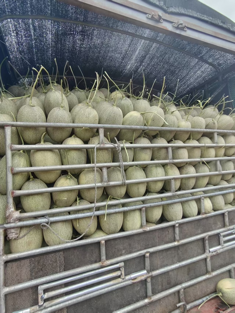 晓蜜25哈密瓜大量现货