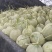 晓蜜25哈密瓜大量现货