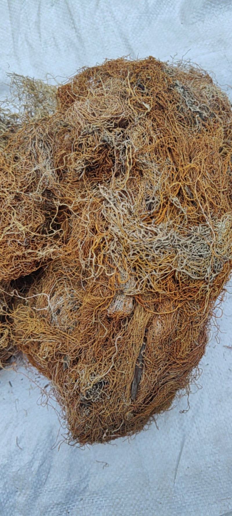 红雪茶产地价格