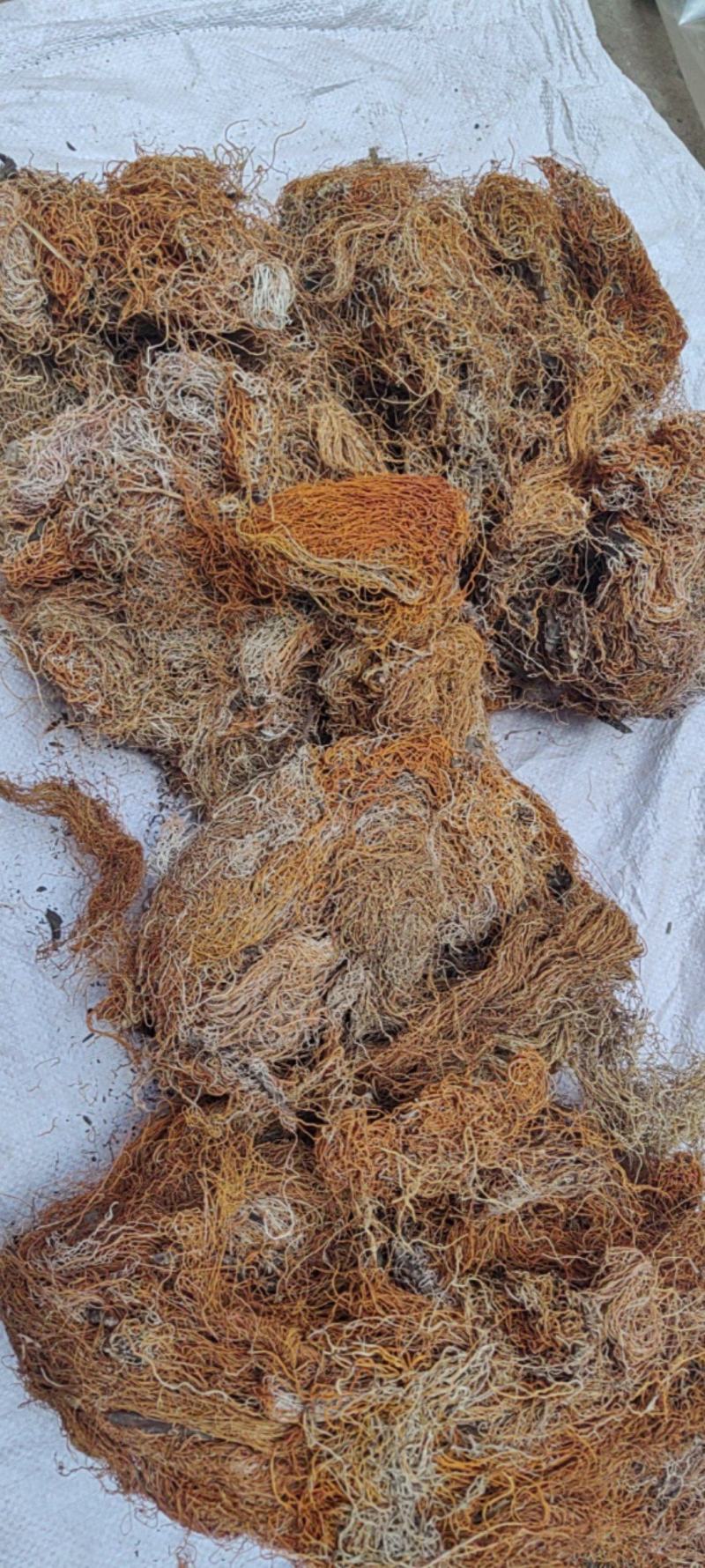 红雪茶产地价格