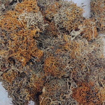 红雪茶产地价格