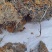 红雪茶产地价格