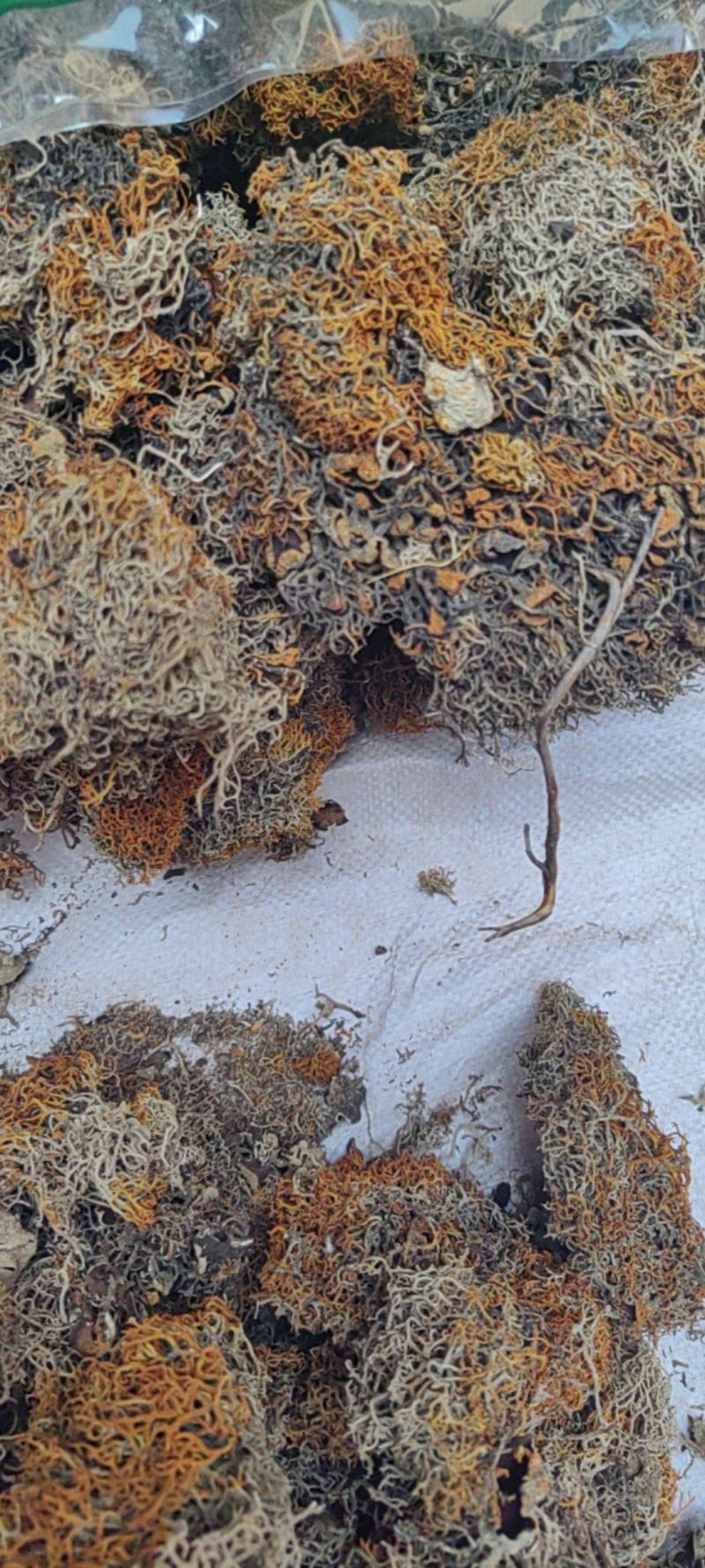 红雪茶产地价格