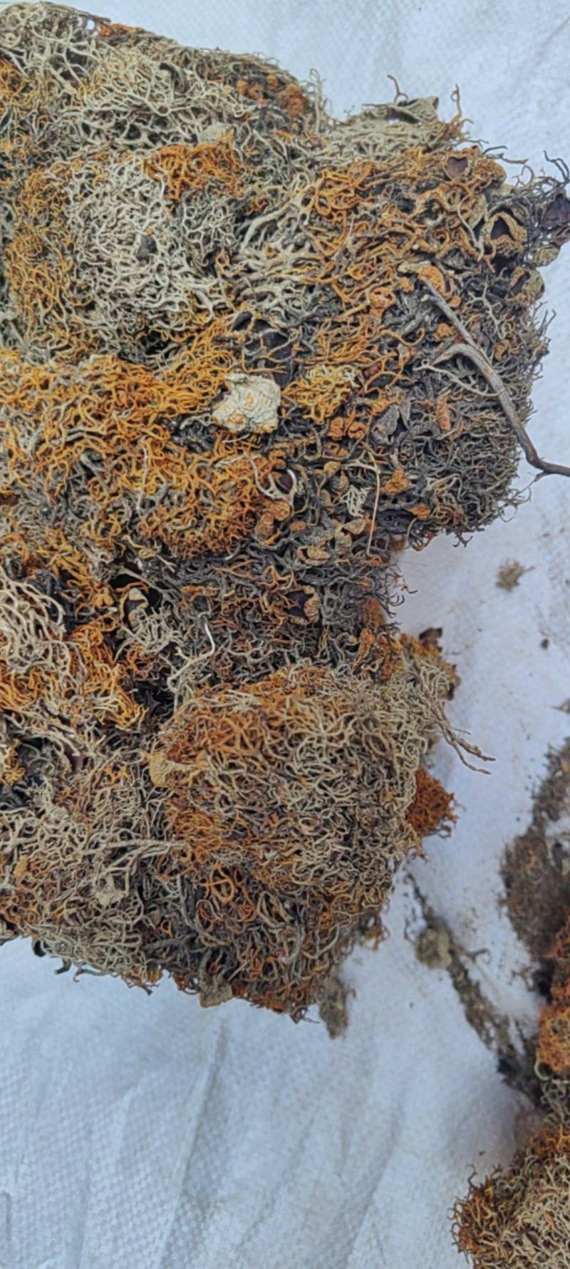 红雪茶产地价格