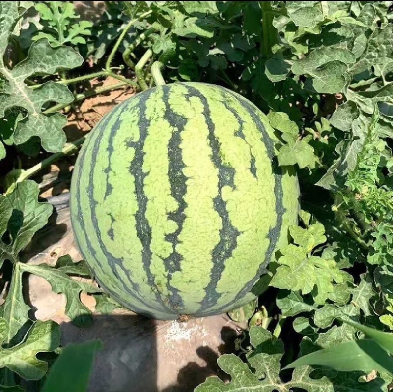 【无籽麒麟】夏邑西瓜一手货源保质保量现摘先发全国可供
