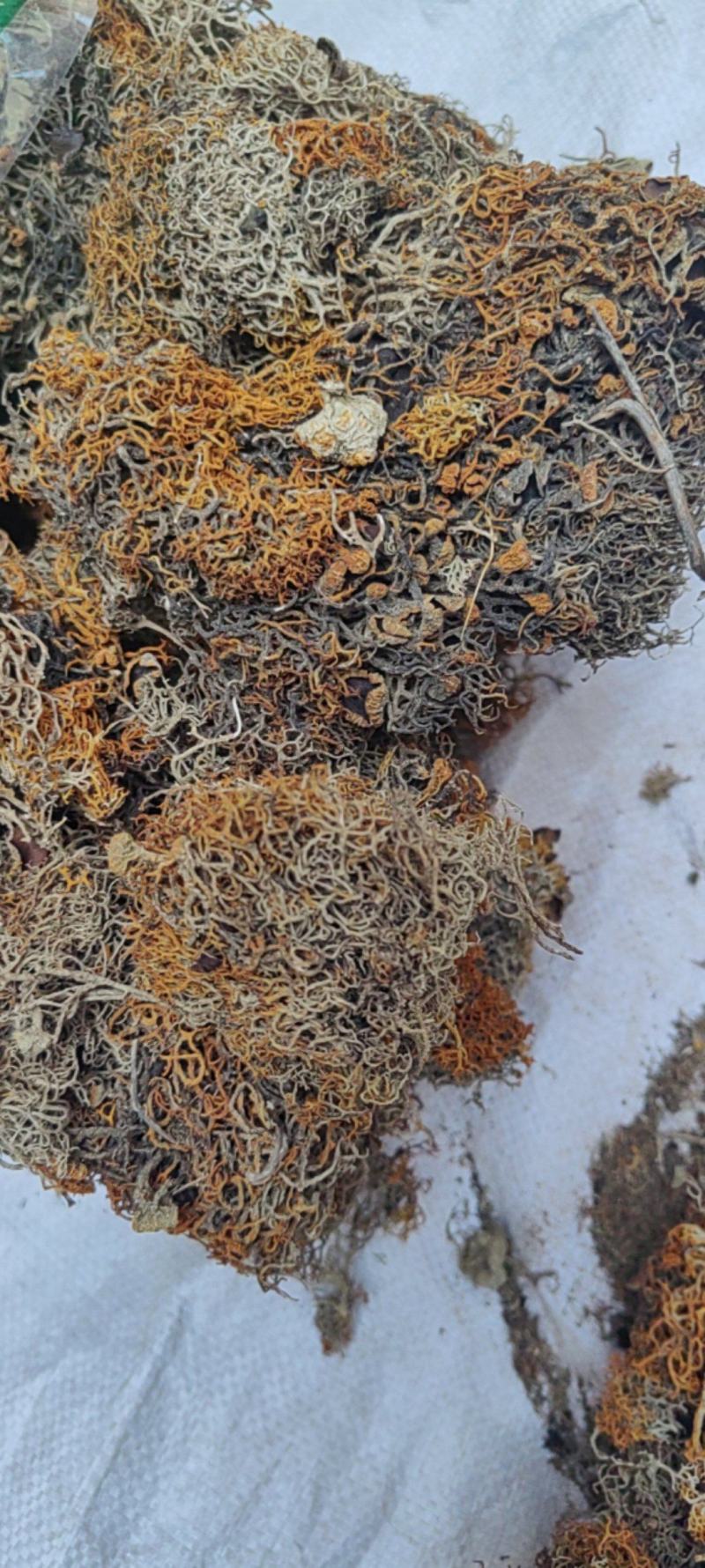 红雪茶硬质货