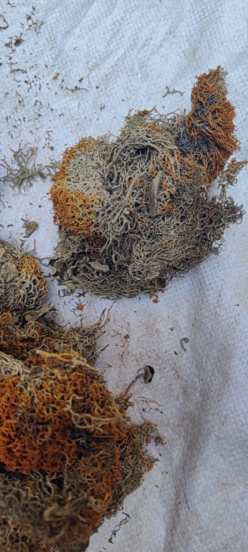 红雪茶硬质货