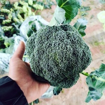 河南省精品小米粒西兰花，产地直发，满足各种打冷加冰需求