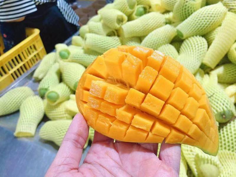 贵州贵妃芒台芒金煌市场发货，电商一件代发地里价